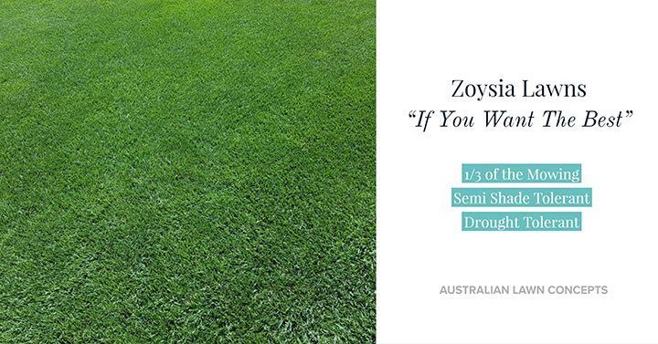 turfgrass types
