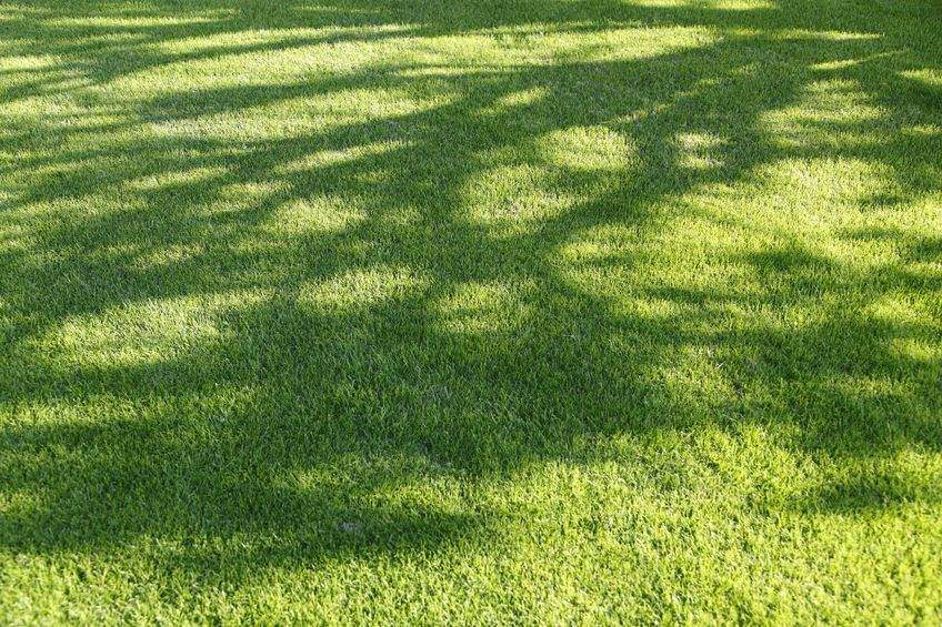 Why is a shade tolerant lawn important?