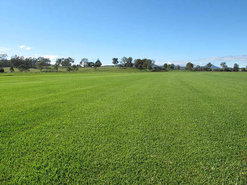 Buffalo Grass Turf Varieties Features Benefits And Pricing 