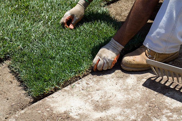 Laying Turf | Everything You Need To Know About Laying Turf: ALC Turf