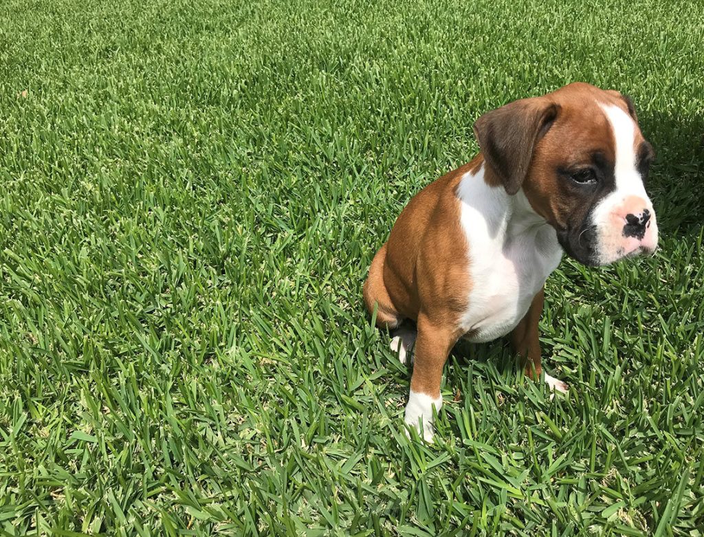 Sir Walter Buffalo Grass Boxer 2ss