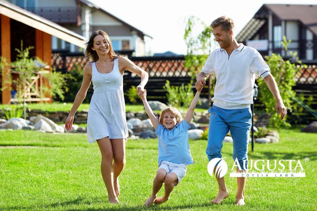 Augusta Zoysia Grass Lawn Turf Family 1e1
