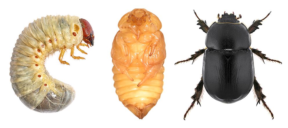 Curl Grubs In Lawn | derrickandmelisa