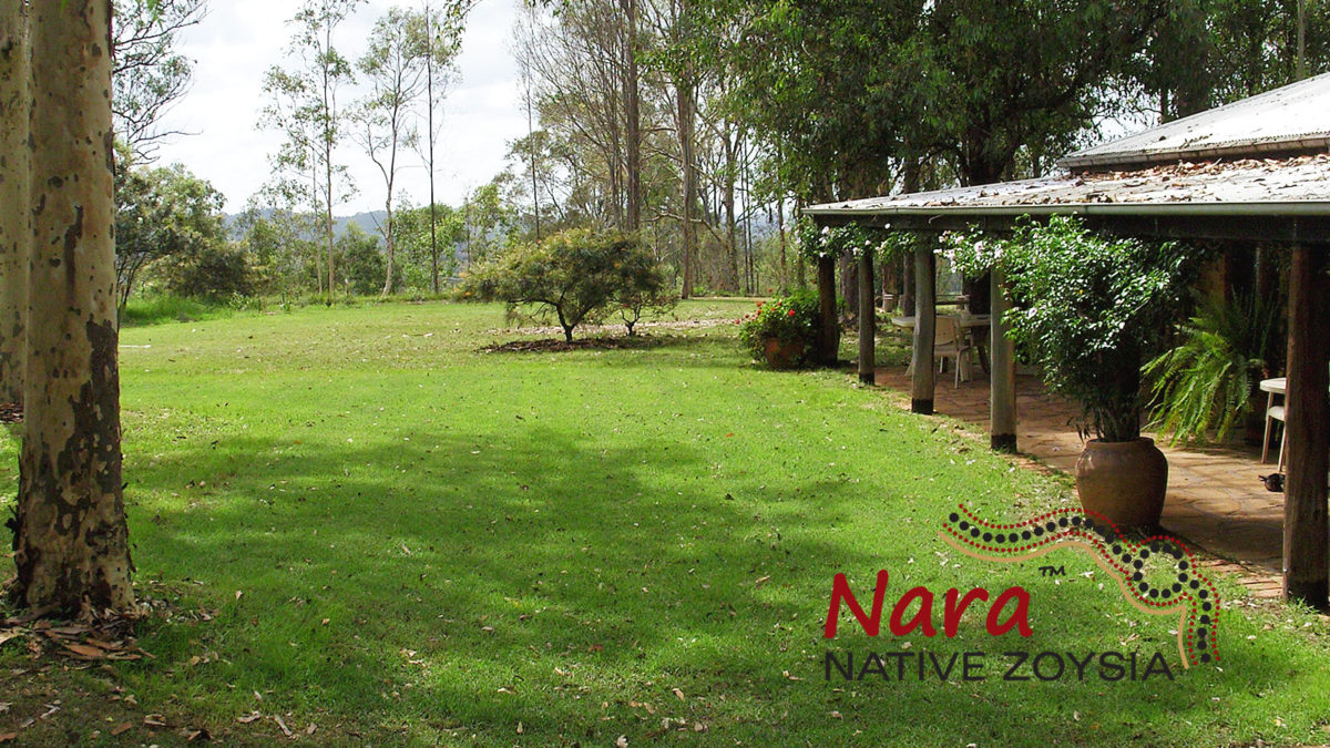 Nara Native Zoysia Image 1