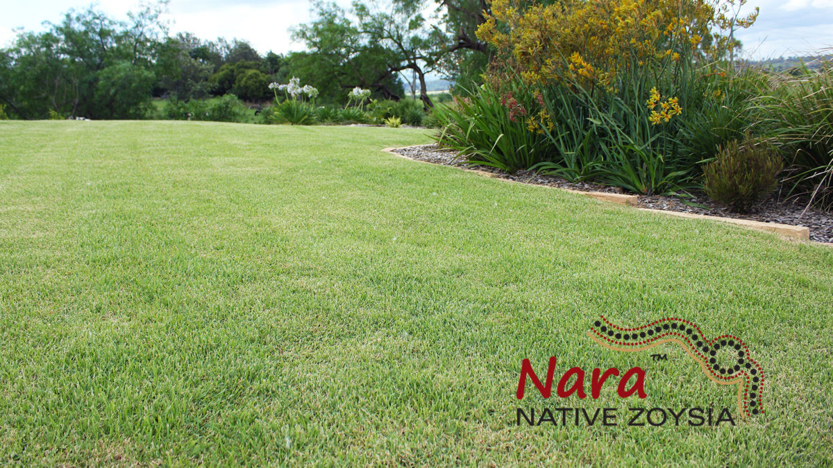Nara Native Zoysia Image 3