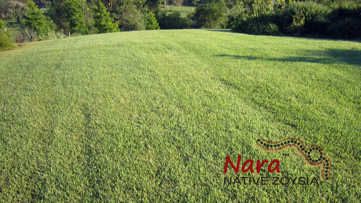 Nara Native Zoysia Image 4