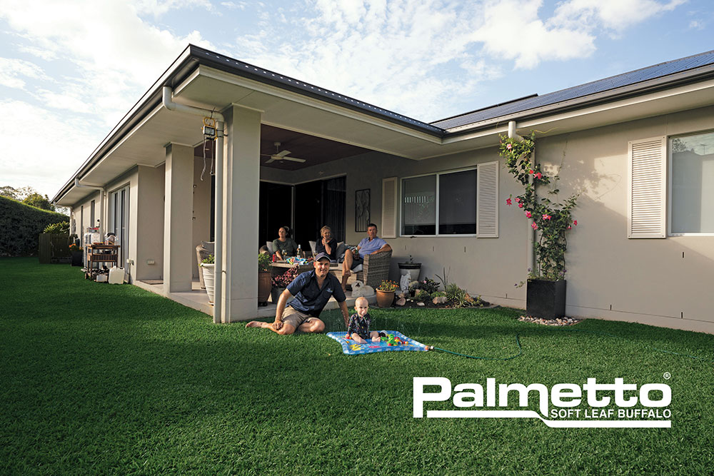 Palmetto-Buffalo-Lawn-Turf-Grass-Australian Lawn Concepts Turf-11w