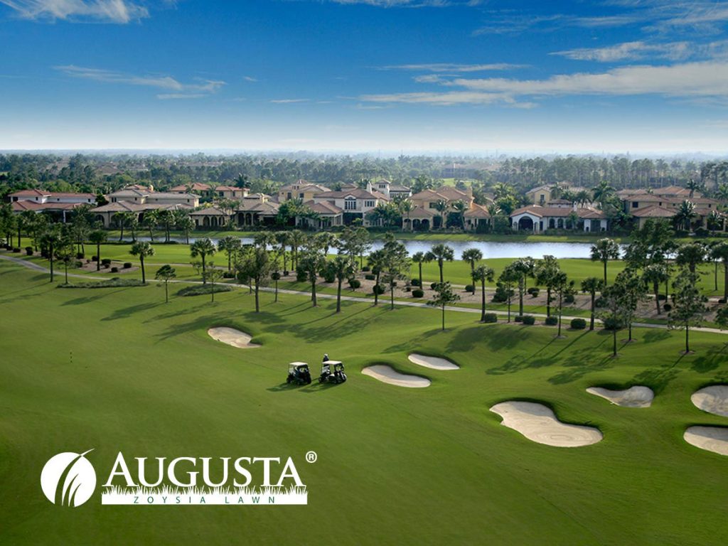 August-Zoysia-Grass-Lawn-Turf-Golf-Course-11