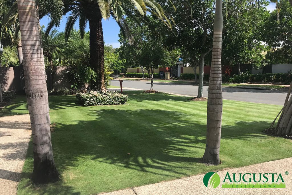 Augusta-Zoysia-Lawn-IMG_2094-1708-2-w