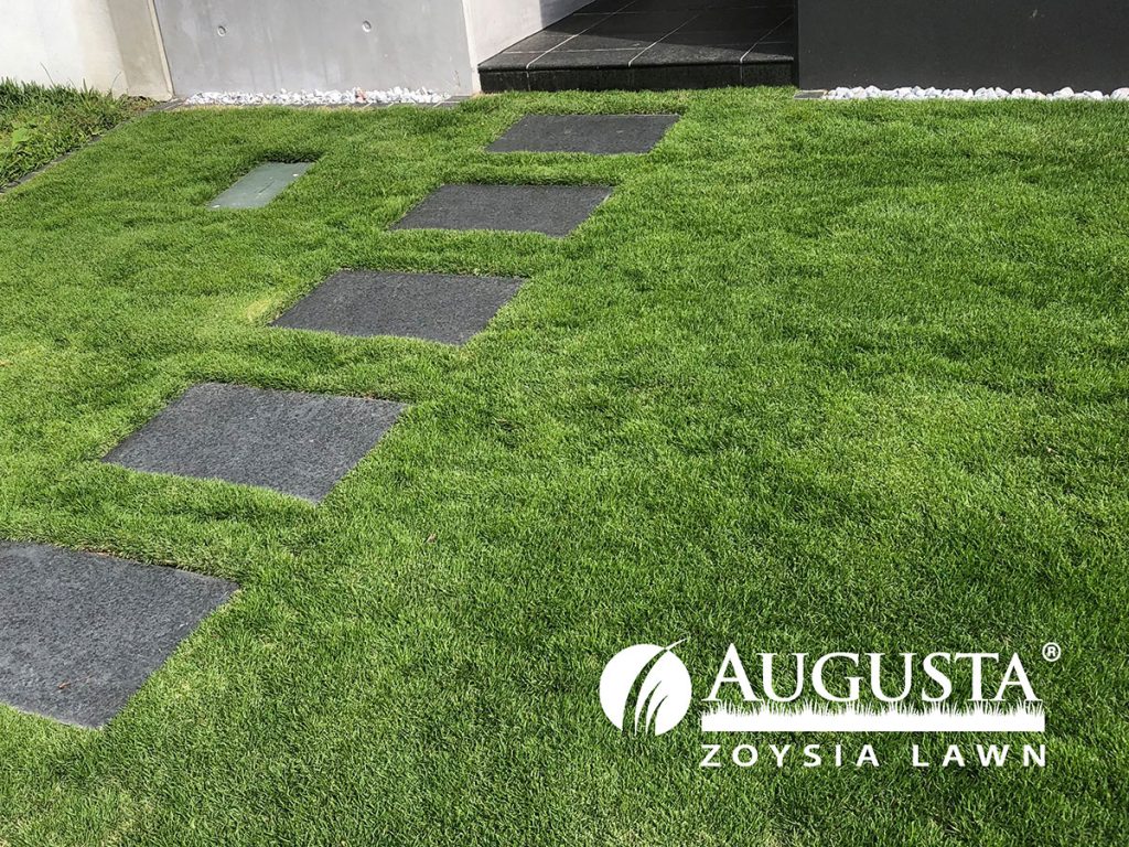 Augusta-Zoysia-Turf-IMG_2093-1708-w