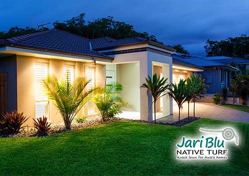 Jari Blu Native Zoysi Turf - Australian Lawn Concepts Turf