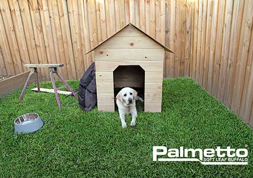 Palmetto Soft Leaf Buffalo Turf - Australian Lawn Concepts Turf