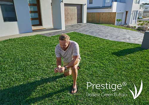 Prestige Darkest Green Buffalo Turf - Australian Lawn Concepts Turf