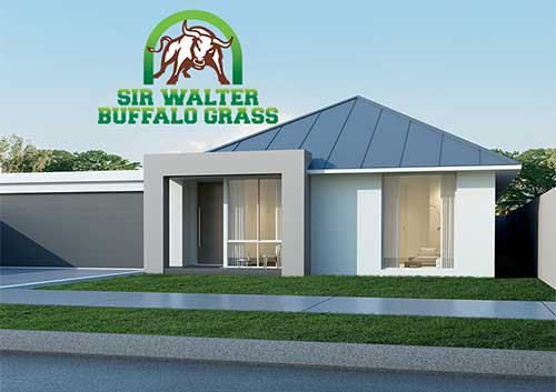 Sir Walter Turf Buffalo Grass - Australian Lawn Concepts Turf