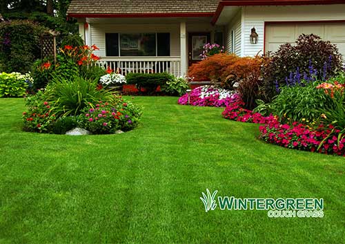 Wintergreen Couch Turf - Australian Lawn Concepts Turf