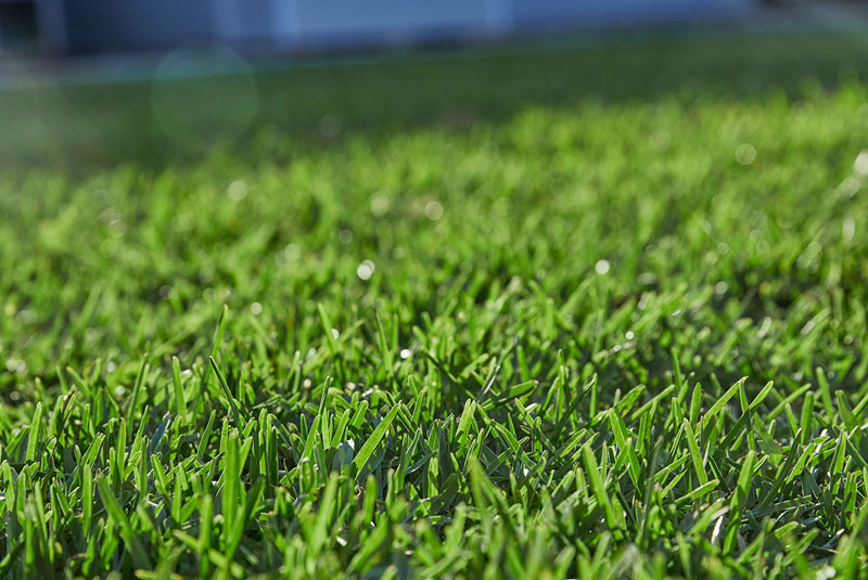 Sapphire Buffalo Turf The Softest Lawn Underfoot Alc Turf