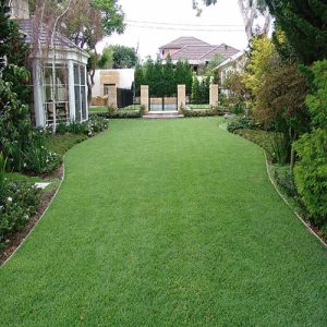 Empire Zoysia-Turf-Grass-Lawn-6-ALC-Turf-w