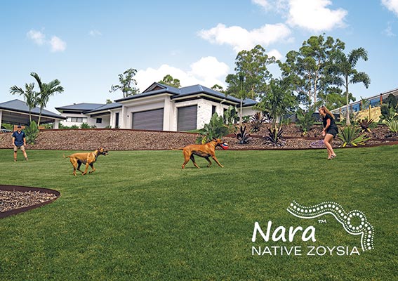 Nara-Native-Zoysia-Lawn-Turf-Grass-ALC-Turf-image-7-w