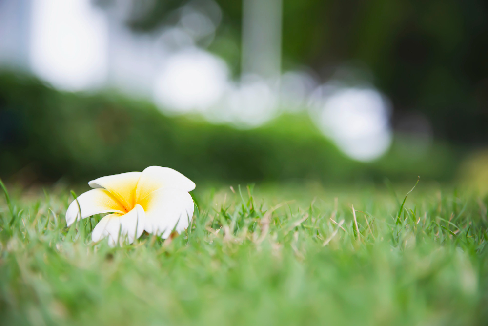 How to Revive Your Lawn After Winter - Spring Has Sprung